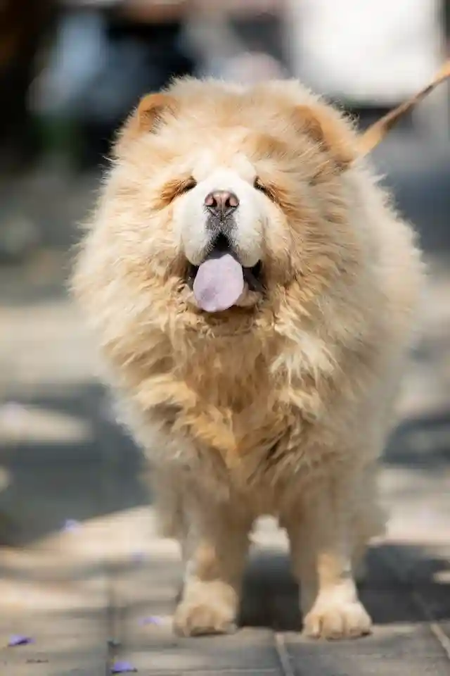 Best Chow Chow dogs price in India 2023 - Chow Chow dog puppy Cost