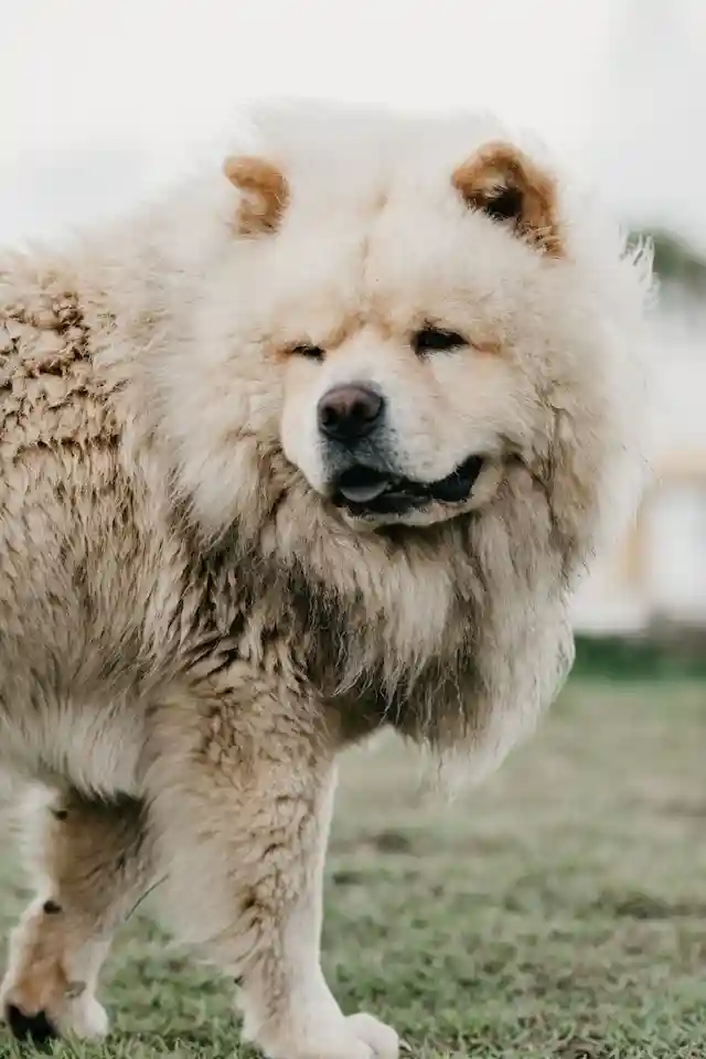 Best Chow Chow dogs price in India - Chow Chow dog puppy cost